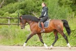 Atahualpa - pure race espagnole au Parc du château de Rambouillet